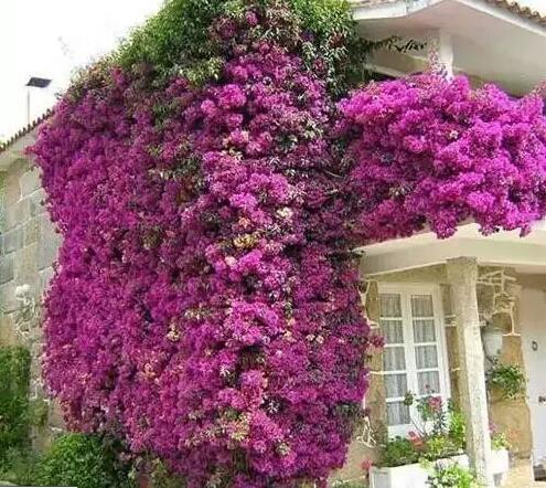 青島花園設(shè)計與施工