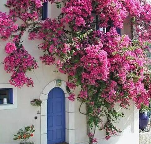 即墨庭院花園設(shè)計