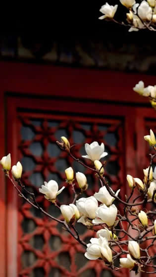 青島庭院設(shè)計