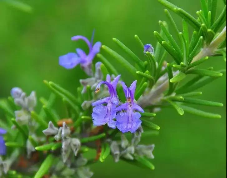 青島花園設(shè)計-迷迭香