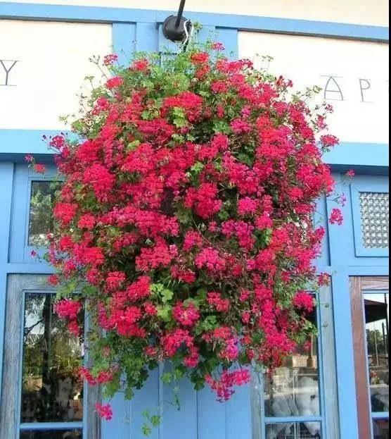 青島花園設(shè)計-天竺葵