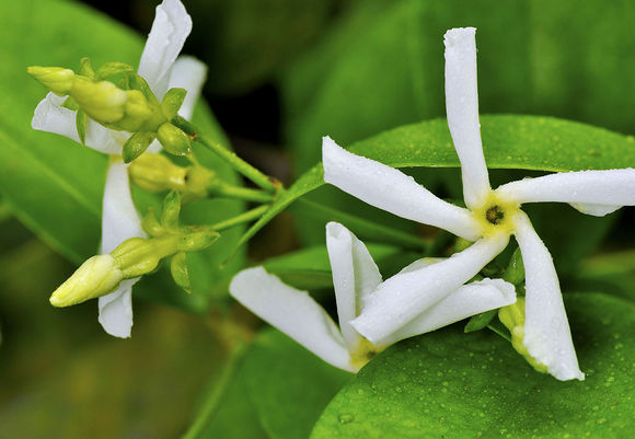 青島別墅庭院設(shè)計(jì)之風(fēng)車茉莉