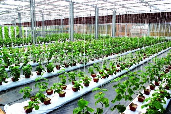 青島庭院設(shè)計之花卉