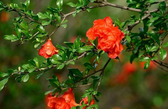 芒種青島庭院設(shè)計(jì)美事：花盛開