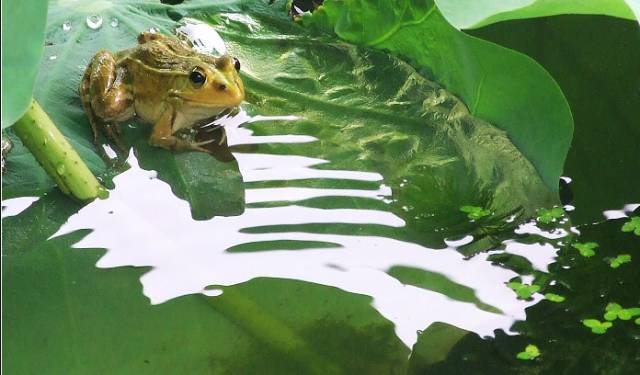 青島別墅庭院設(shè)計(jì),青島庭院設(shè)計(jì)
