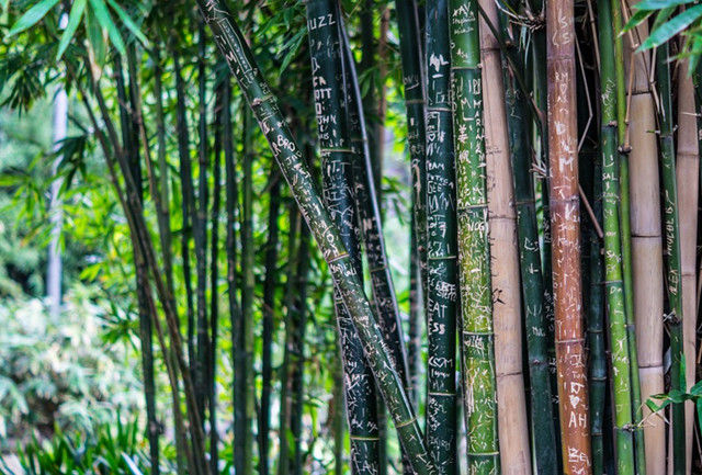 這10種樹，宜栽于庭院入口，你種對了么？