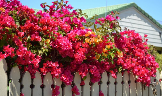 庭院百科-葉子花這樣養(yǎng)，開(kāi)滿庭院沒(méi)問(wèn)題