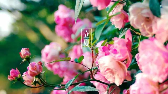 今日立夏：你好，夏天！