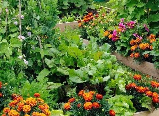 青島花園設(shè)計(jì)這樣規(guī)劃，“魚和熊掌”可兼得