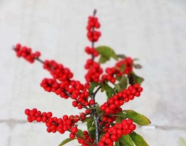 冬天別墅庭院設計施工美出天際的五大耐低溫“寶貝植物”