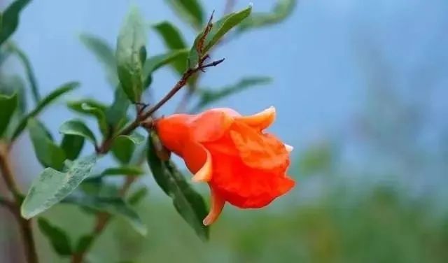 這10種花植，添置進(jìn)你的小院中，芳香四溢，心情愉悅~