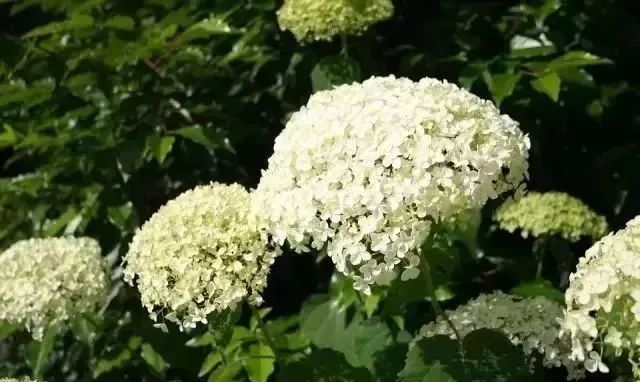 夏天來襲！你的小院里確定不裝扮上這么美的繡球花？