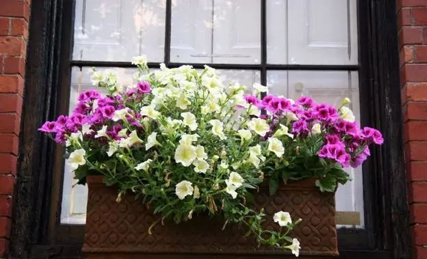 窗臺(tái)也能造花園？好有生命力！