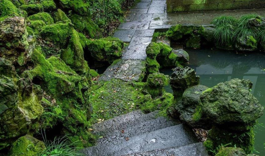 庭院養(yǎng)苔，清新又雅致~