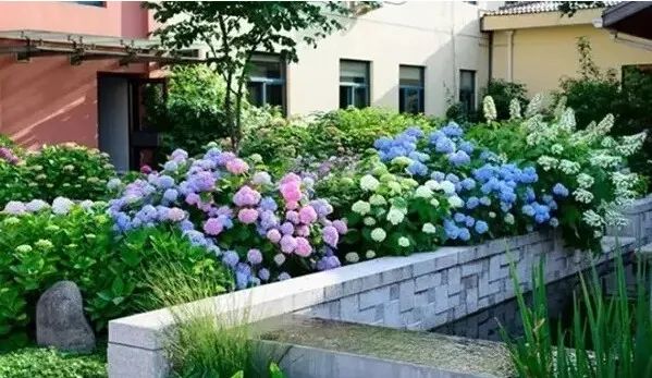 小庭院植物配置復(fù)雜？不妨試試這么玩~