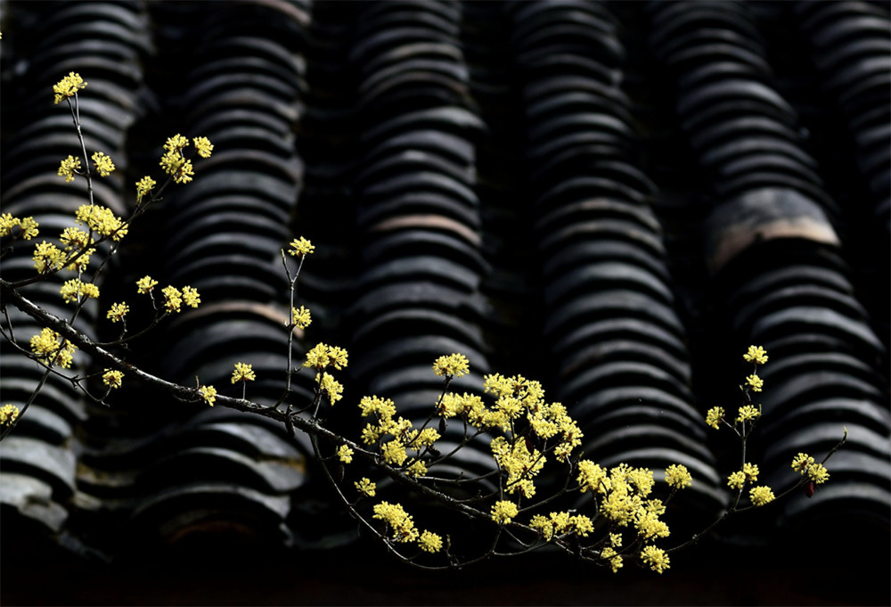那些讓人陶醉其中，不能自拔的中式庭院，離不開這幾個(gè)核心色彩！