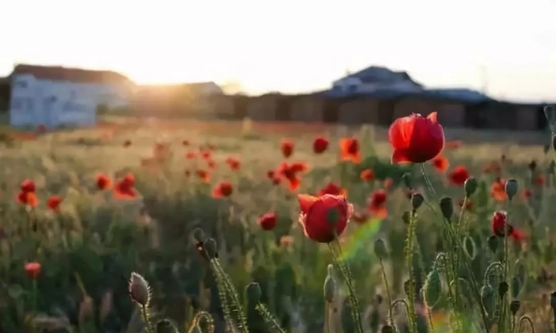 花園植物色彩語(yǔ)言，讓植物為你說(shuō)話
