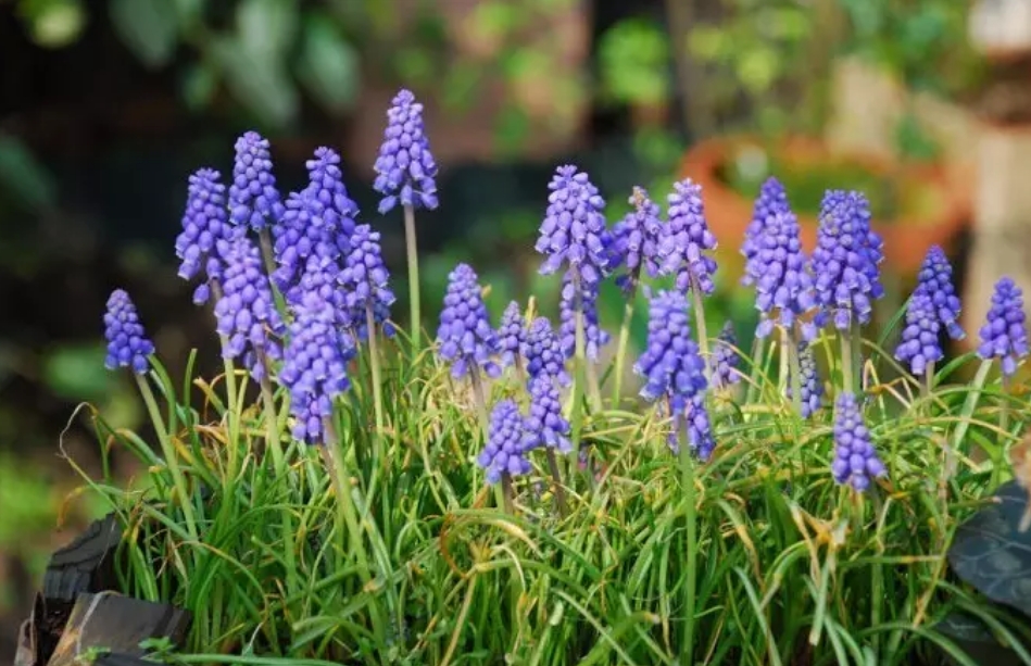 花園庭院里，常見(jiàn)的18種鑲邊植物