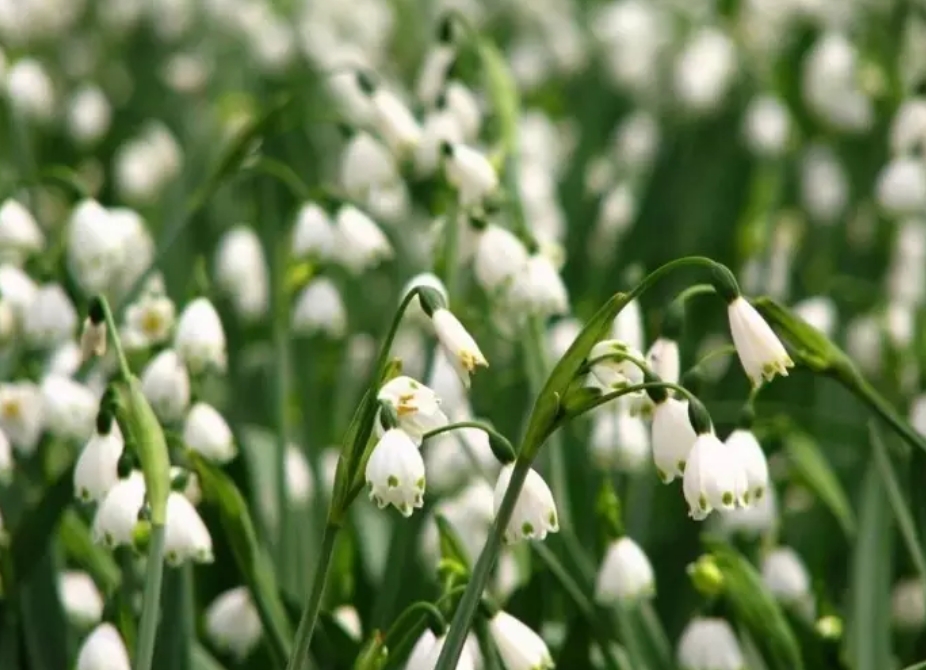 低成本打造陽(yáng)臺(tái)花園，美到讓你不想出門(mén)