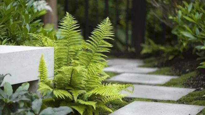 汀步，雜亂與韻律的交融之美