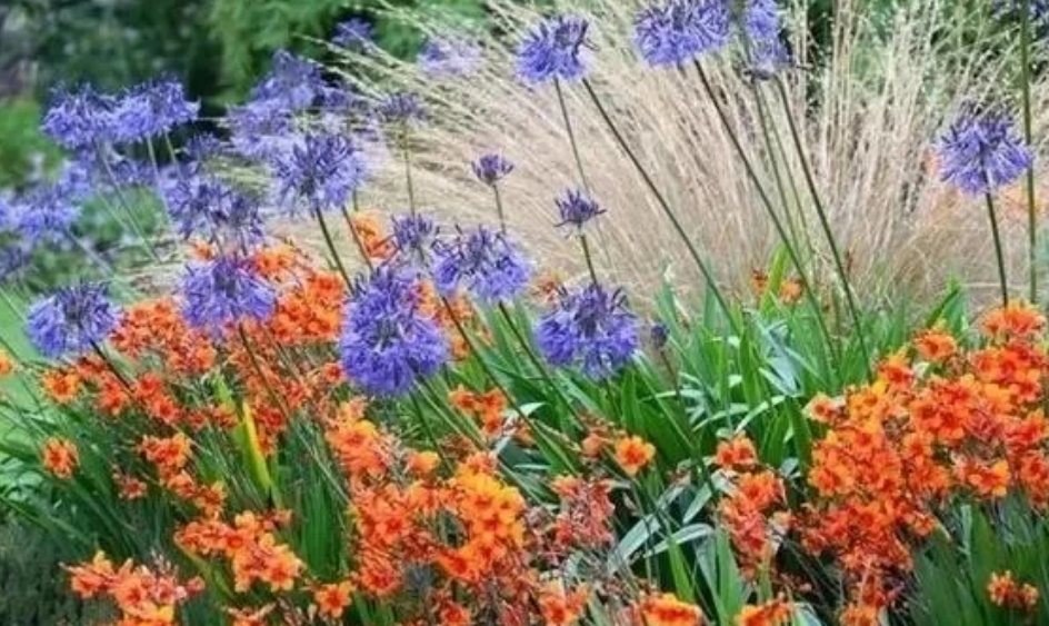 做好花境植物配置，給你意想不到的驚喜！