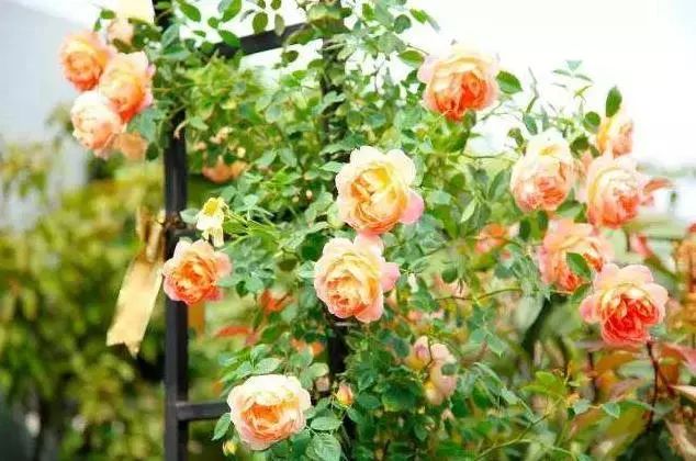 如此漂亮的花園設(shè)計，誰看了都會心動。濰坊庭院設(shè)計