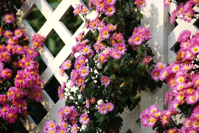 愿有一方庭院，遠(yuǎn)離塵囂，安放詩意的靈魂