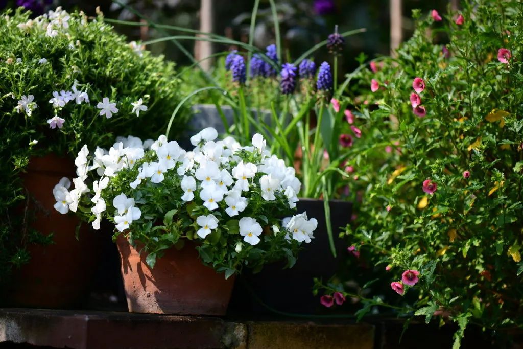 花園之美，美在哪些方面？