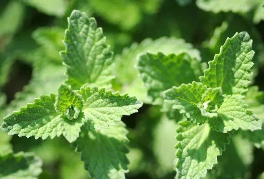 你可曾聽說過“香草花園”，家里瞬間變身為超高級的米其林氛圍