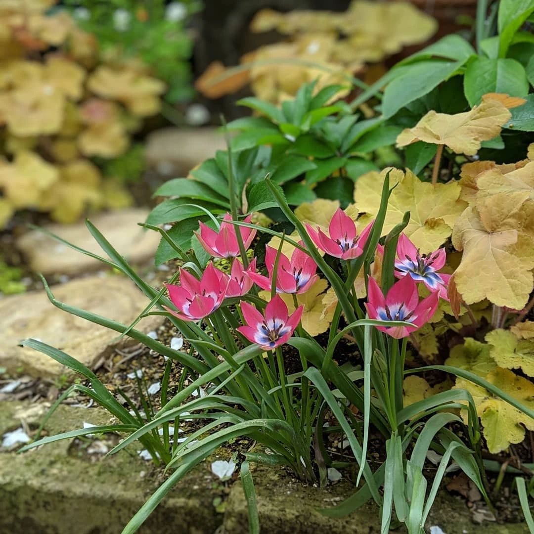 裝飾小品，把它帶到花園里，快樂翻倍