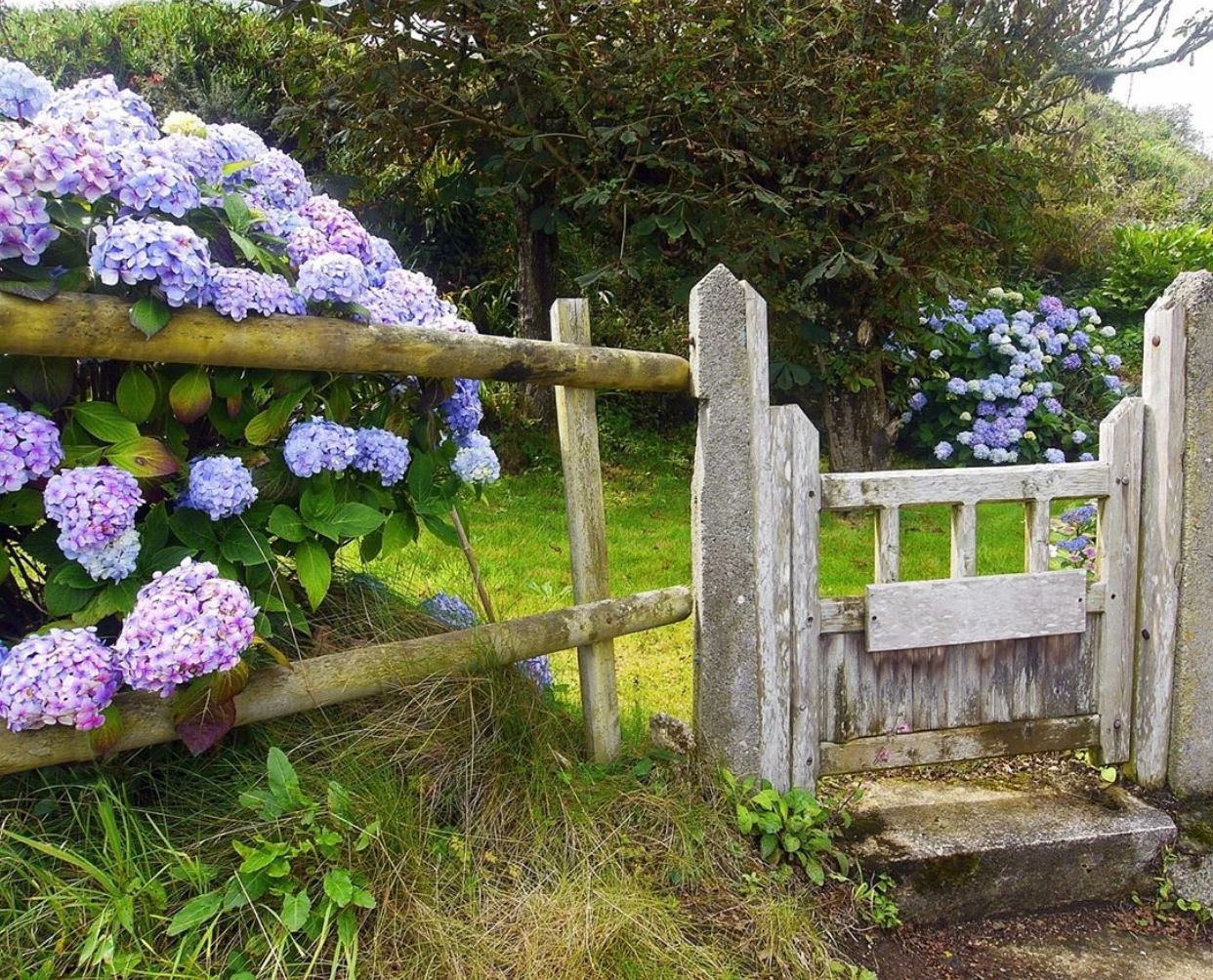愿你能早日有個(gè)小院，種上花草，歡度余生