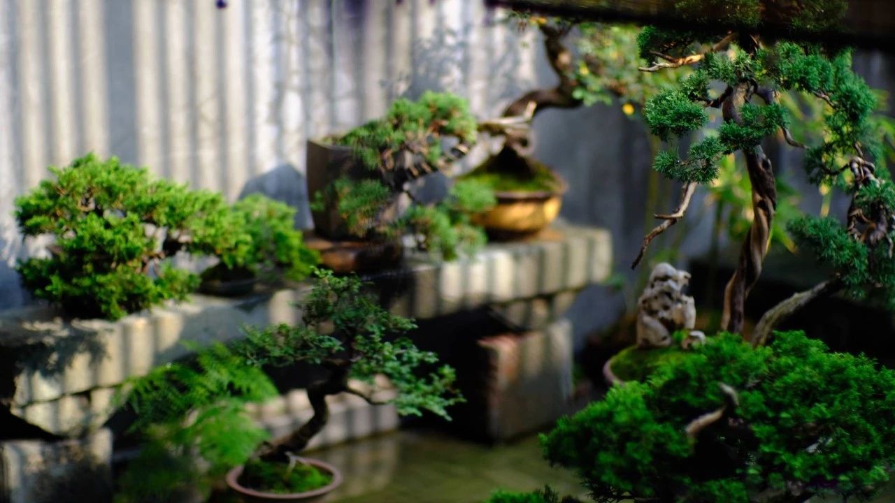 一個(gè)小院，收拾好了，便可安吾生之愿~